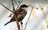 sparrow