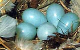 starling eggs